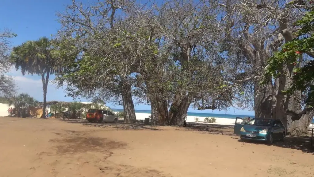 enter kongo river baobab