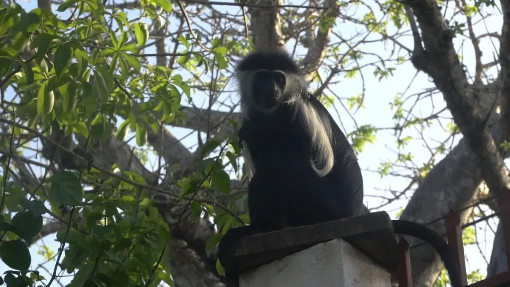 tradewinds colobus monkeys_Moment(2)