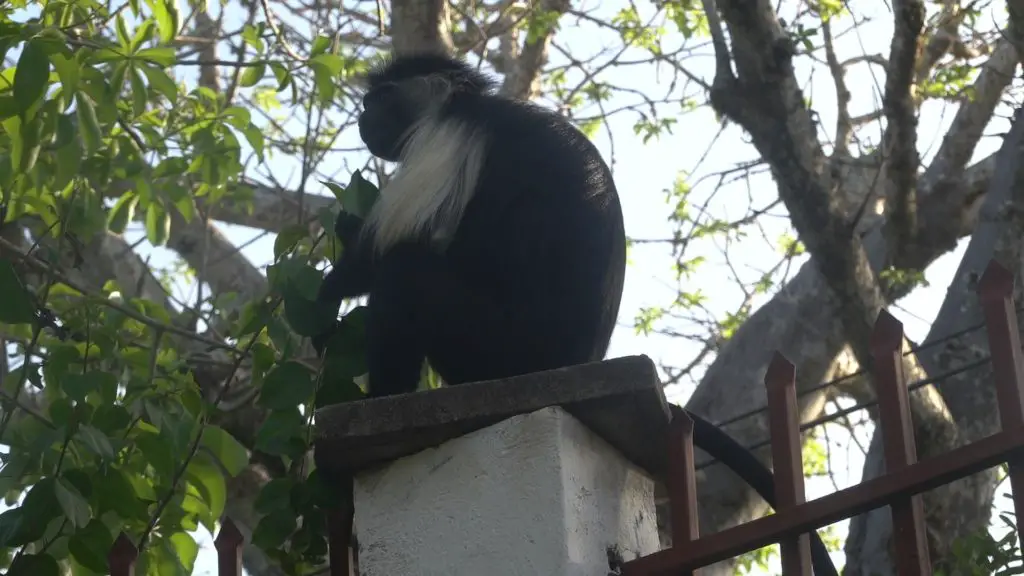 Colobus monkeys