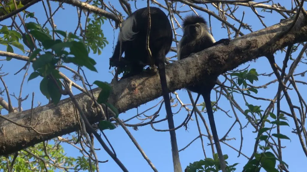 colobus monkeys