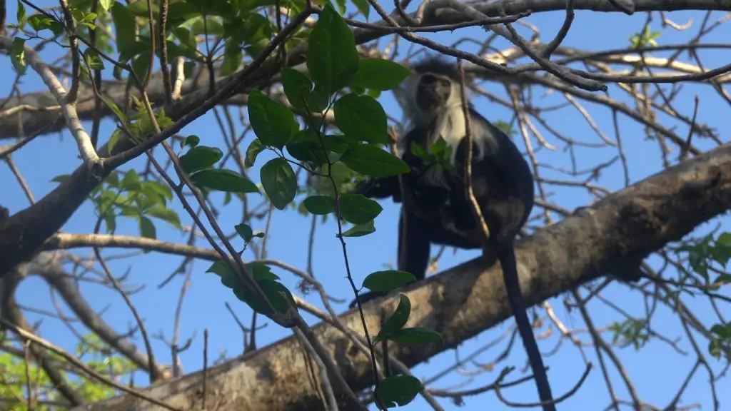 colobus monkeys