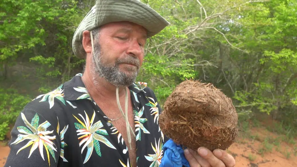 Elephant dung in mwaluganje camp