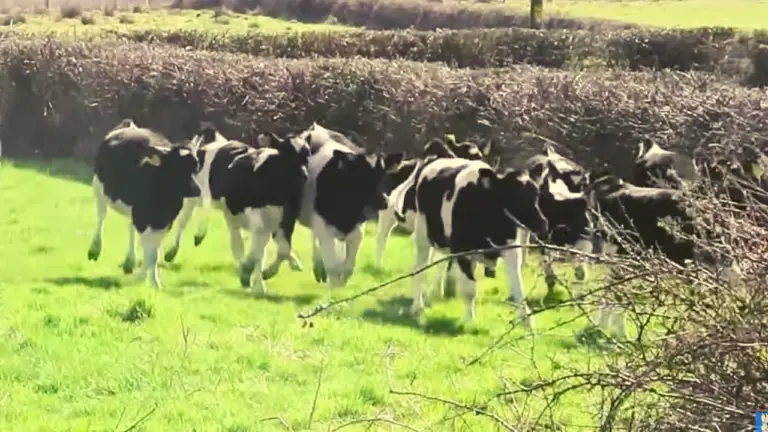 dairy cows