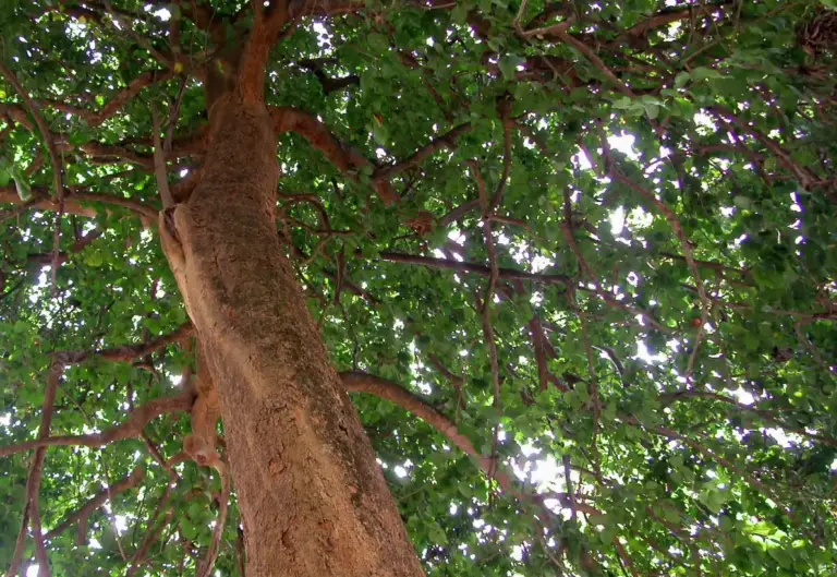 strychnine tree
