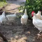 bresse chickens