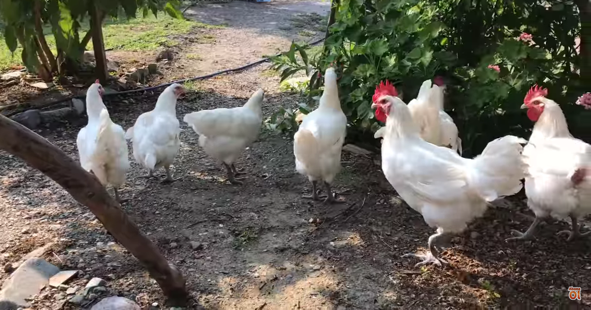 bresse chickens