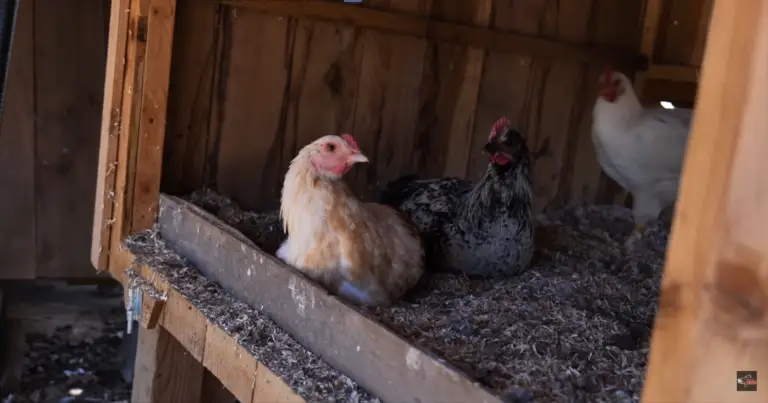 chicks in pen