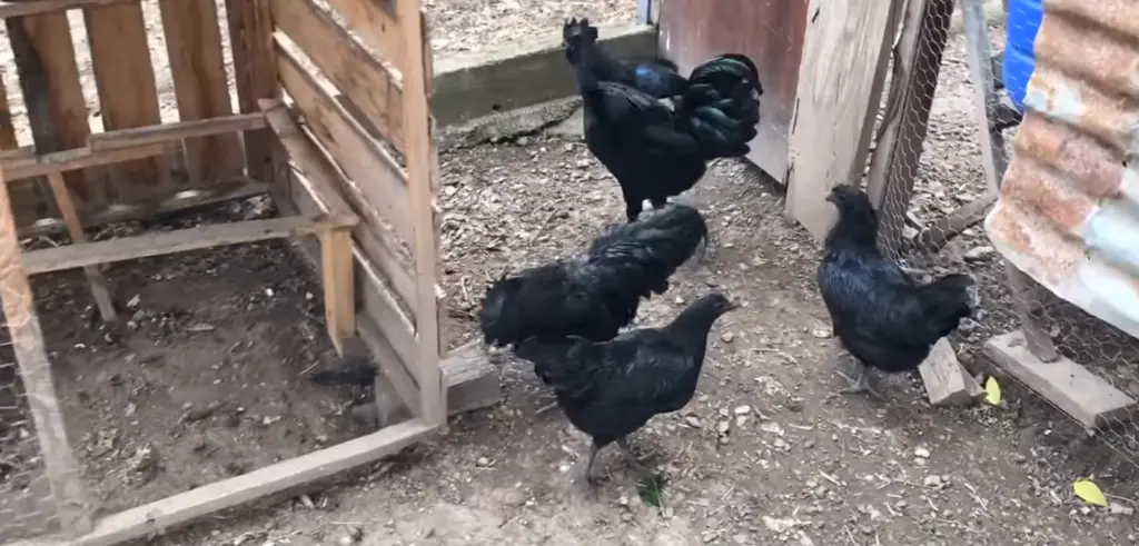 ayam cemani