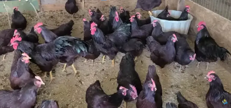 rhode island red chickens